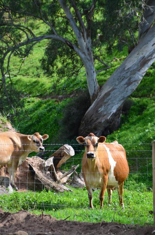 Dairyman'S Cottage Lyndoch Dış mekan fotoğraf